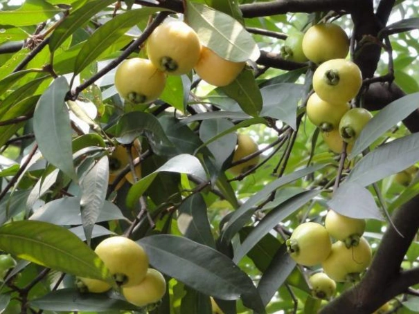 空心果又叫什么吃皮肉还是果