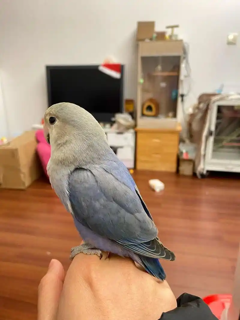 紫罗兰牡丹鹦鹉 为什么我家的紫罗兰牡丹这样的,跟我看的网图不一样呀