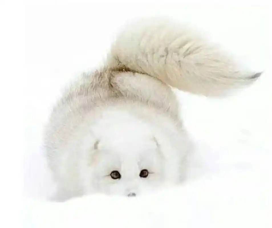 雪狐幼体时期身上常常覆盖一层灰色胎毛 成年/换季 可换毛为纯白 部分