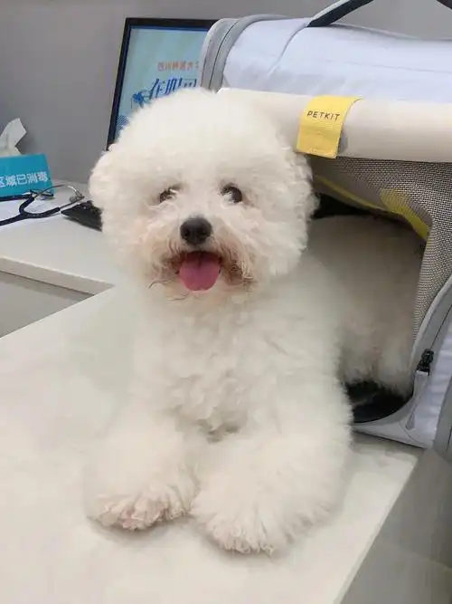 比熊 | 小型犬为什么都有心脏问题呢