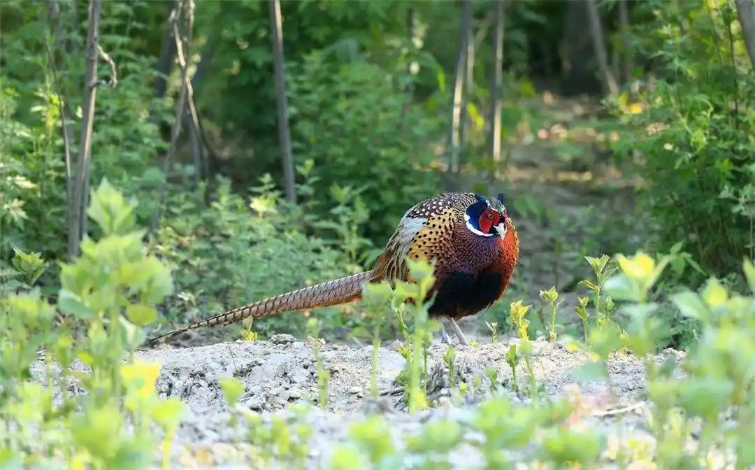 桂林漓江边发现七彩土凤凰戴着白围脖见到人就卧地不动