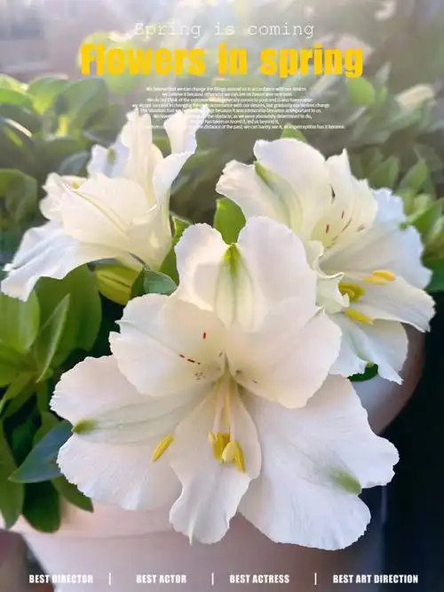 白色六出花是仙女下凡吧