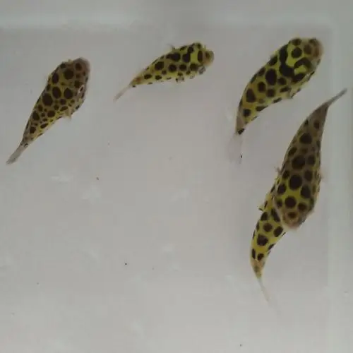 观赏鱼热带鱼河豚鱼 气泡鱼绿河豚 深水炸弹巴西娃娃 潜水艇活体