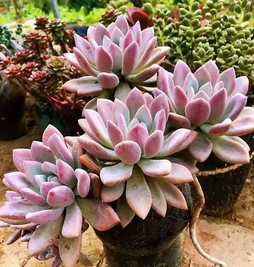 原创多肉奥普琳娜比冬美人皮实老桩也更漂亮