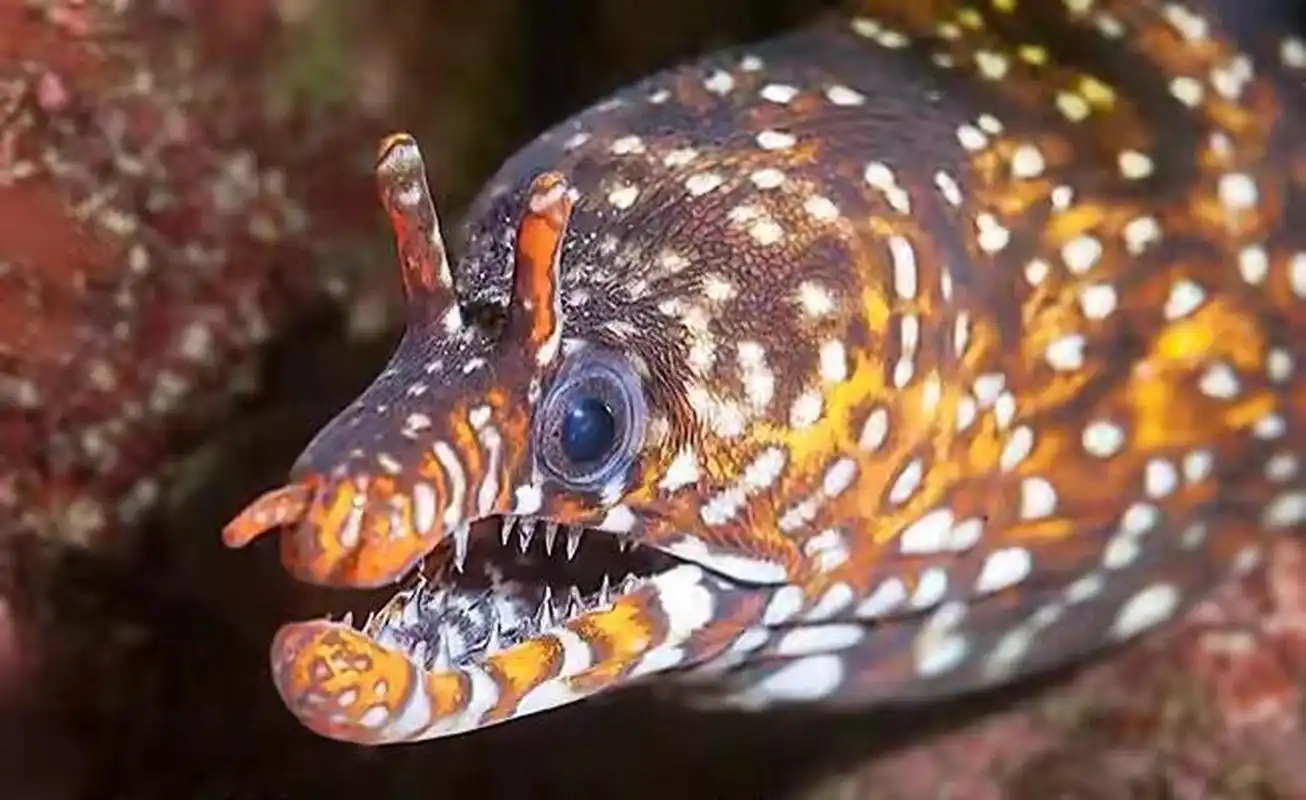 94 龙鰻是颜色最为艳丽的鳗鱼品种之一