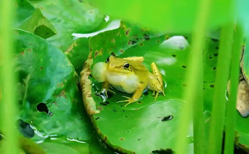 雄性黑斑蛙在高声鸣叫