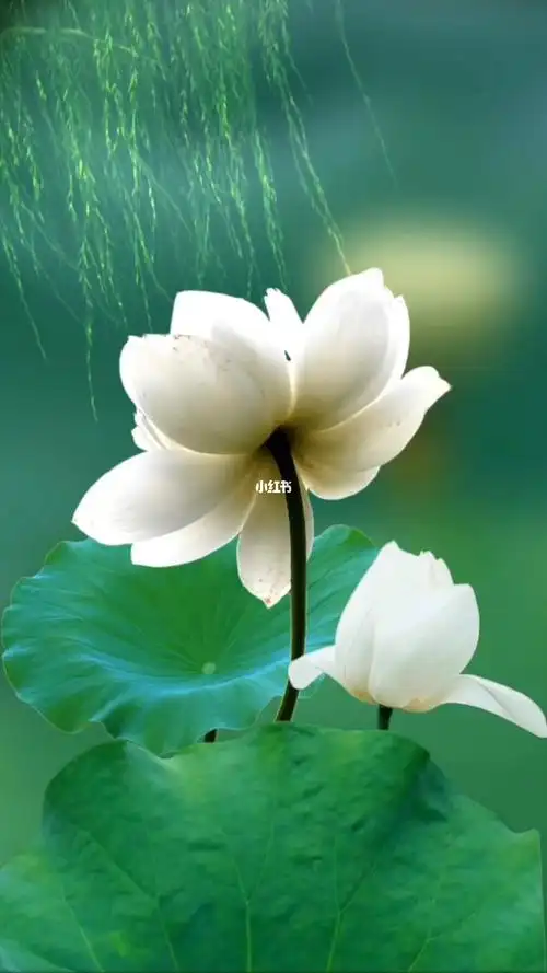 相逢的意义在于彼此照亮而不是束缚荷花治愈动态壁纸情感