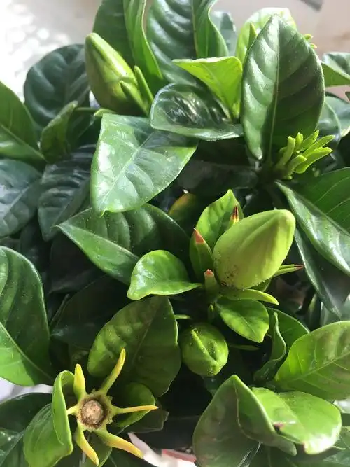 栀子花花苞不开花