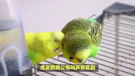 虎皮鹦鹉公母叫声各不同,叫你辨别小技巧