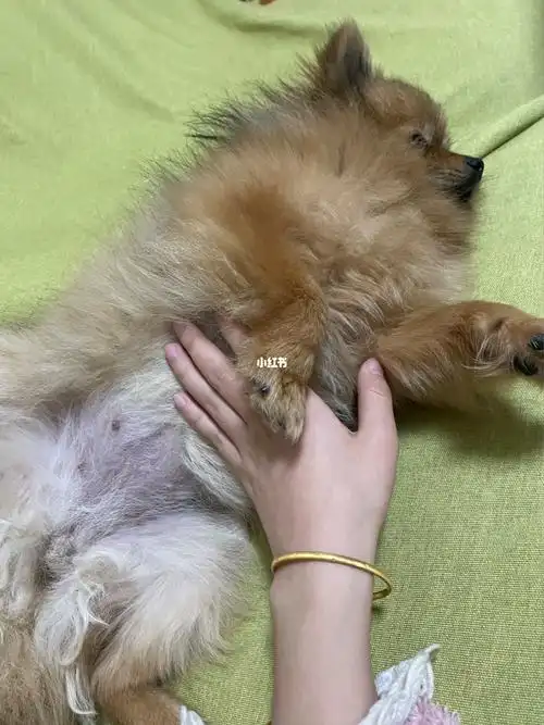 博美怀孕三十一天