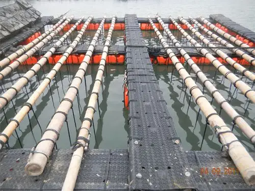 刺参浅海吊笼养殖技能