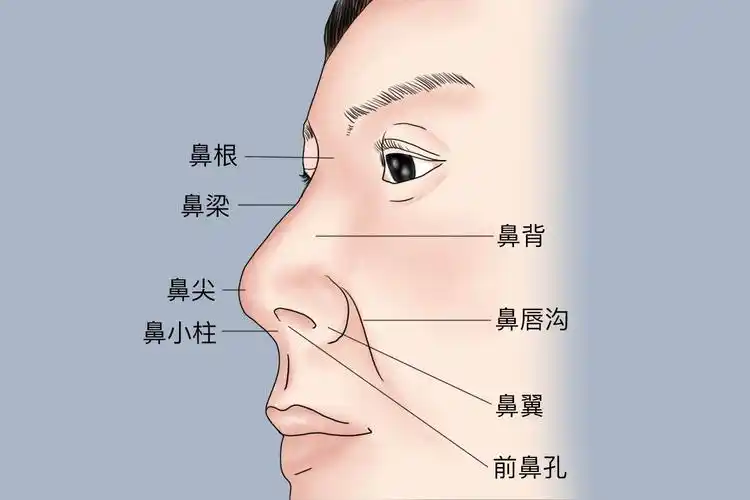 鼻梁在鼻子的什么部位