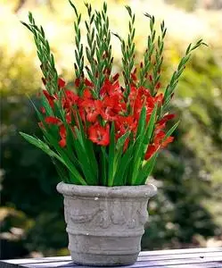 耐寒花卉剑兰种球根庭院种子唐菖蒲球根盆栽花卉四季种植观花植