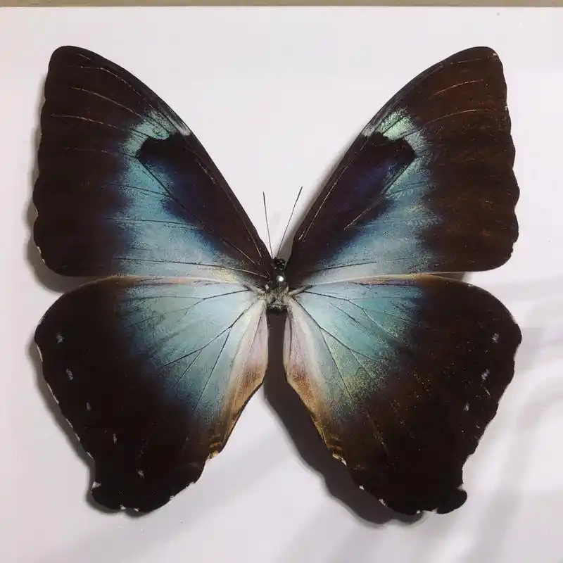 月神闪蝶 日落92和北极的光～ 拉丁学名 morpho cisseis 雄闪蝶的翅