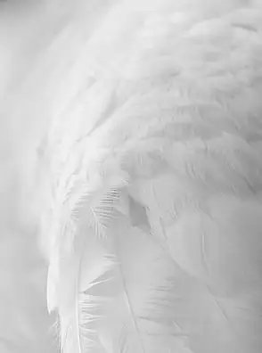白色羽毛背景