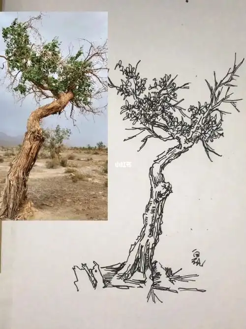 老树写生教学