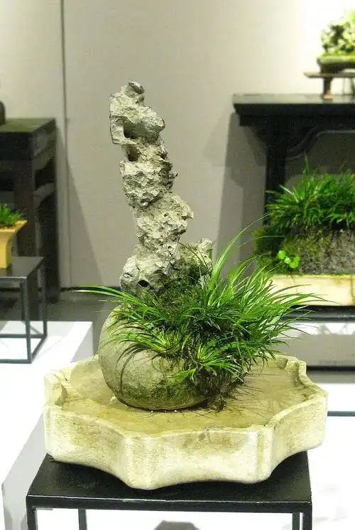 蒲草文心  wbr>中韩日国际菖蒲品种展  wbr>  wbr>(5)