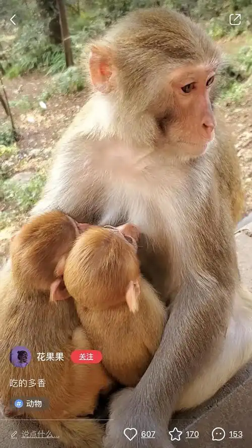 小red书上母猴给小猴喂奶
