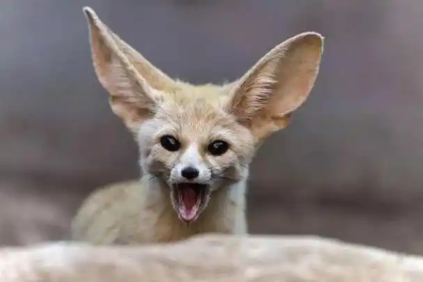 耳廓狐:虽然我耳朵很大,但我不叫大耳狐