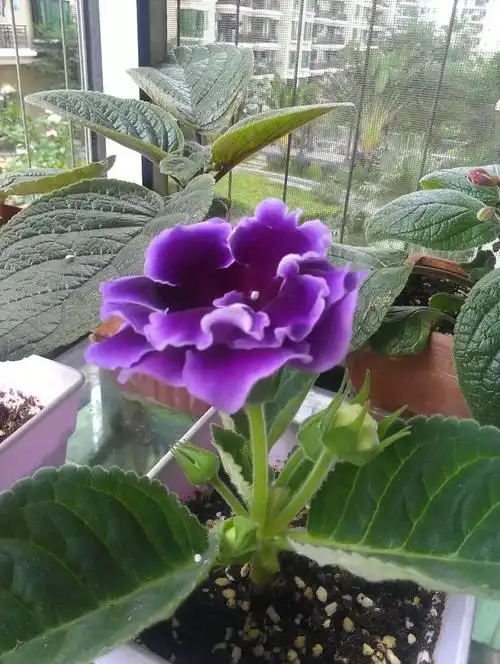 详解大岩桐三种繁殖方法试试哪一种方法更容易成功栽种在阳台上