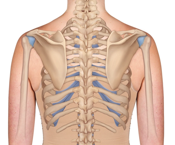 想要快速掌握肩胛骨的知识,这篇一定要收藏!