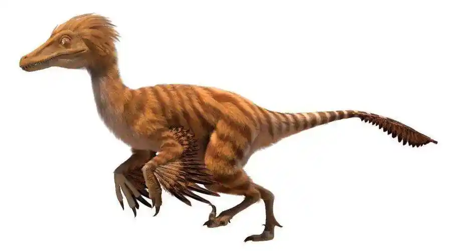 小盗龙是一种类似于鸟类的什么类