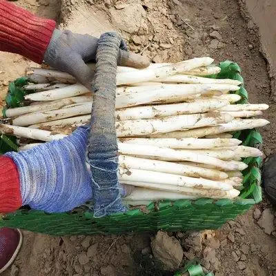 现挖新鲜芦笋白芦笋农家种植.