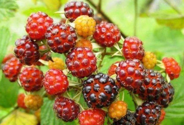 农村这6种野果,70后80后或许全吃过,如今的孩子都不认识