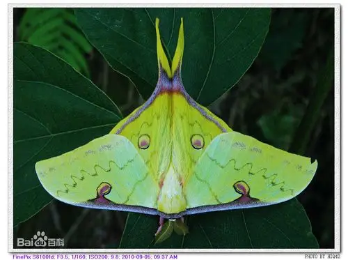 成蛾体粗壮,被毛,翅宽,色泽鲜明,翅中央常有一眼斑.玉米尺蚕蛾