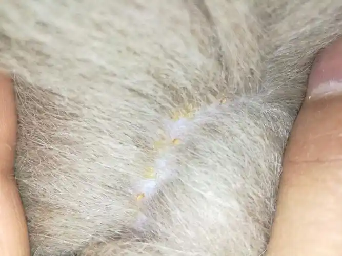 新买的狗狗身上有虫子 这是啥虫子?