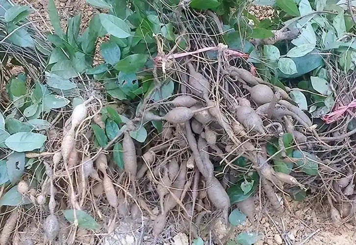 深山的野草根,人称"倒吊金钟",煲汤是一绝,是男性"福音"_牛大力_农村