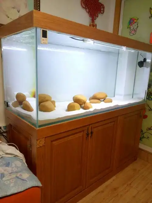 出一米底滤鱼缸,出三湖马鲷成鱼,亚成鱼