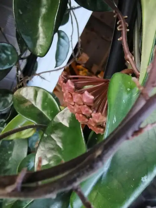 养了八年的球兰从来不开花上个月恐吓它了快开花了