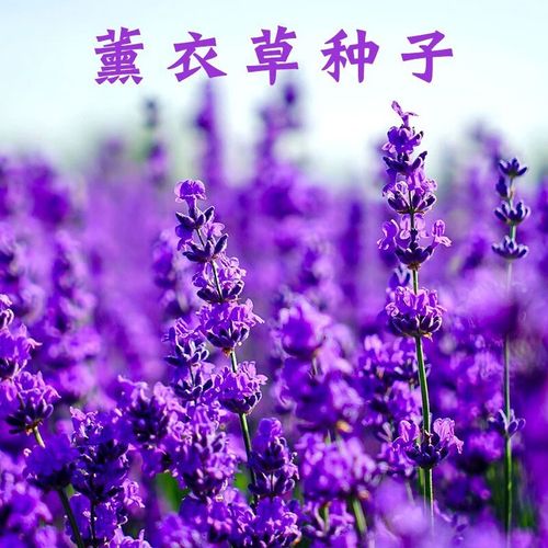 重瓣太阳花种子四季开花易活花卉种子室内外庭院花籽花卉种子观赏