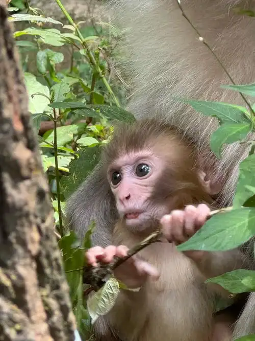 啊啊啊可爱死了 很幸运碰到了猴子宝宝