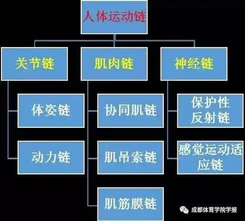 1.1人体的动作与分类