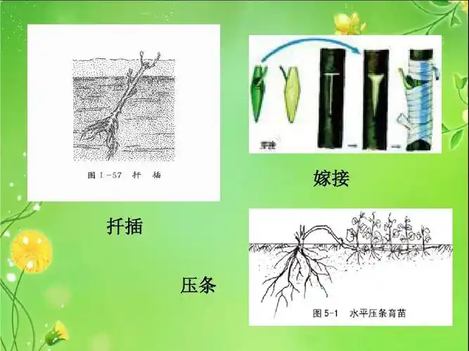 嫁接 扦插 压条