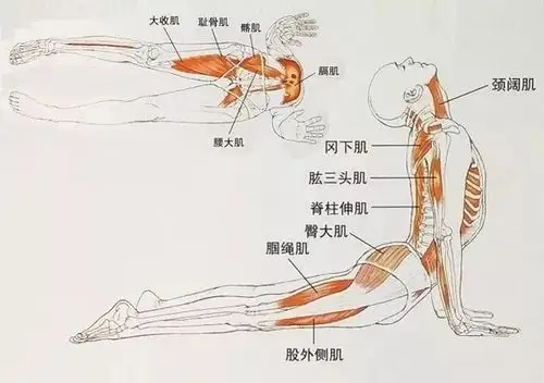 瑜伽「蛇式」练习,大臂夹紧侧腰是一种什么感受?