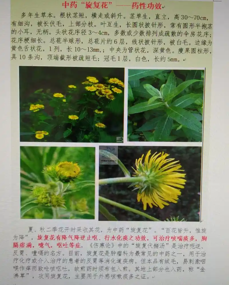 中药"旋覆花"一一药性功效