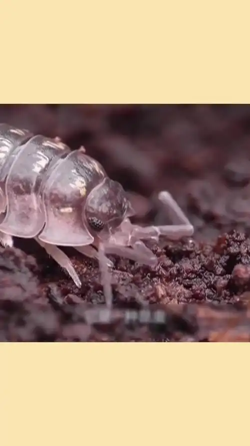 全城通缉昆明9万学生在找米汤虫花鸟店已捕捉到商机