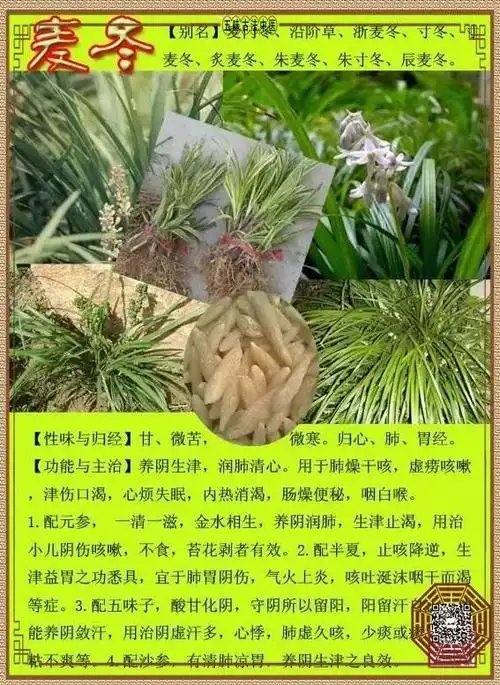 每天最少学一味中药麦冬