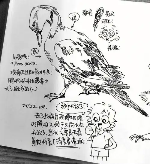 上海自然博物馆  #绘画  #手绘  #上海  #写生  #速写  #動物