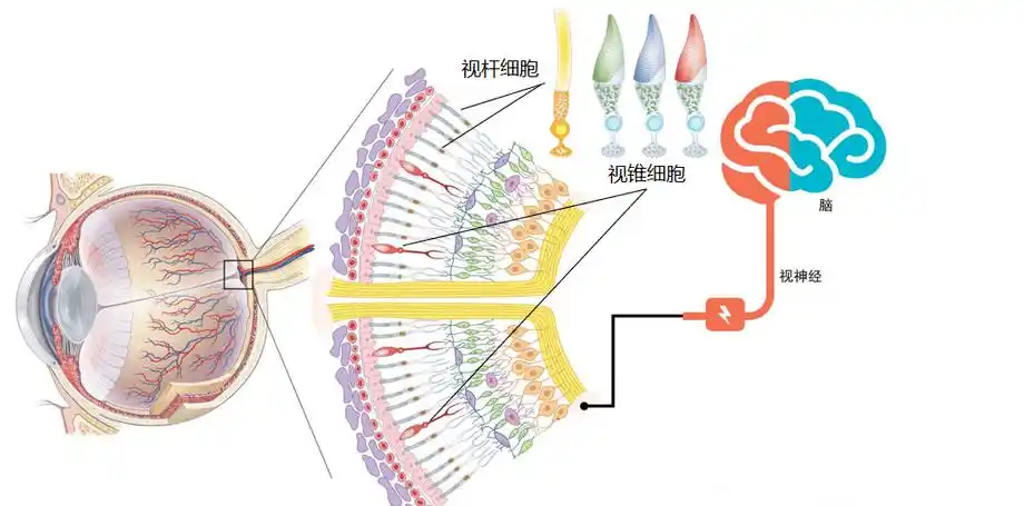 视锥细胞和视杆细胞_颜色_防控_人眼