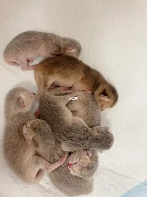 出生2天的蓝金渐层宝宝(会慢慢更新后续)_金渐层_可乐_蓝金渐层_宠物