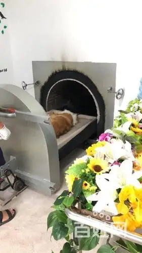 沈阳宠物火化-宠物殡葬服务【寄情