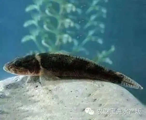 第二条是微山湖的乌鳢母马哈鱼忍着剧痛,任凭撕咬.