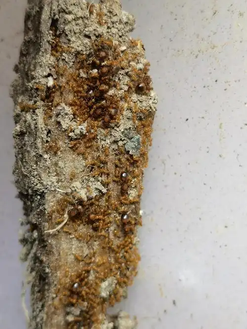 一巢小火蚁的蚁后和工蚁.受访者供图