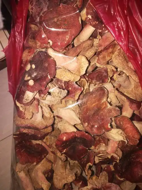 真假红菇怎么分啊