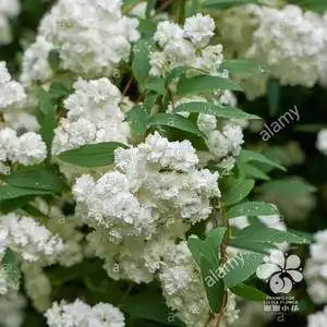 谢谢小花 重瓣绣线菊 八重小手球多年生耐热耐寒灌木花卉盆栽植物
