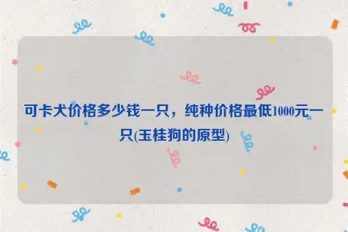 可卡犬价格多少钱一只,纯种价格最低1000元一只(玉桂狗的原型)